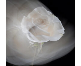 Joyce Waltz